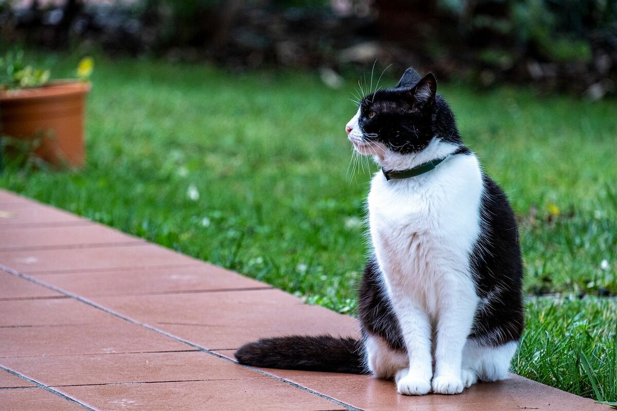 Kaķis ar blusu siksnu, Image by dexmac from Pixabay 