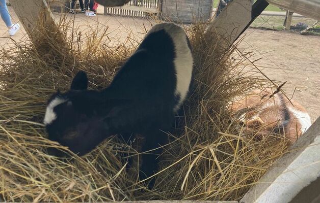 Kazlēns Ādažu mini zoo, foto 1188.lv