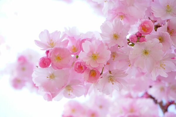 Kiršu ziedi jūnijā, Image by Hans Braxmeier from Pixabay 