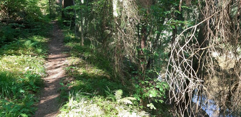 Meža taka, pārgājiens gar Gauju vidzeme, foto:1188