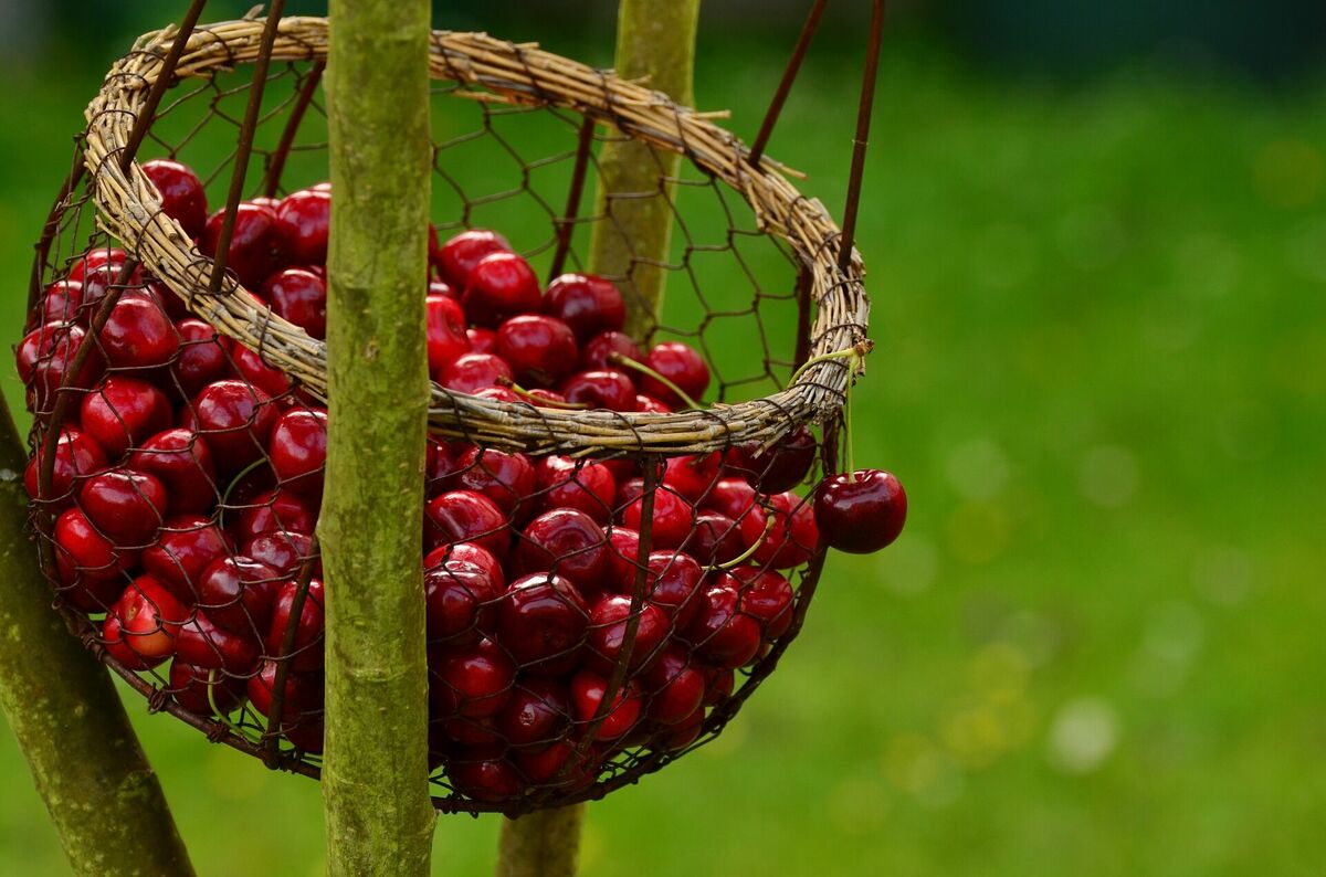 Dārza darbi jūlijā - ogu vākšana, https://pixabay.com/photos/cherries-fruits-basket-1503974/