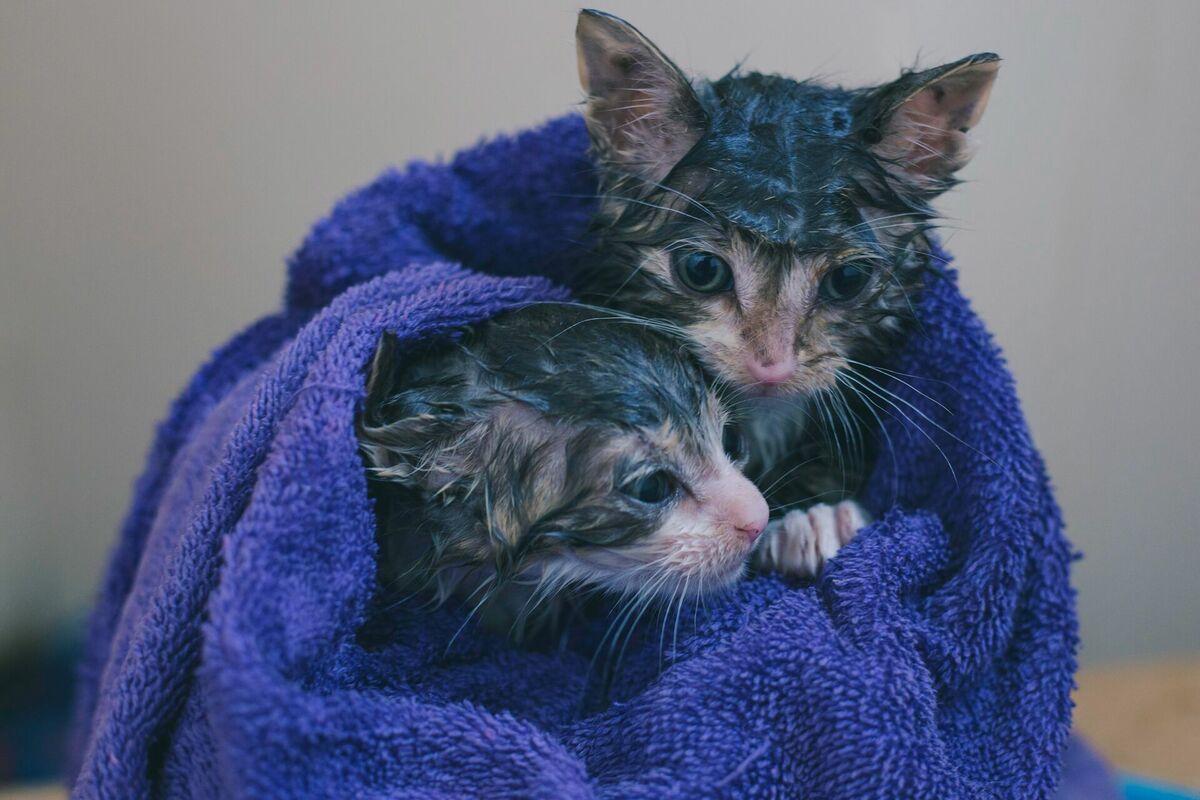 Kaķi pēc mazgāšanas, Photo by Rebecca Campbell on Unsplash