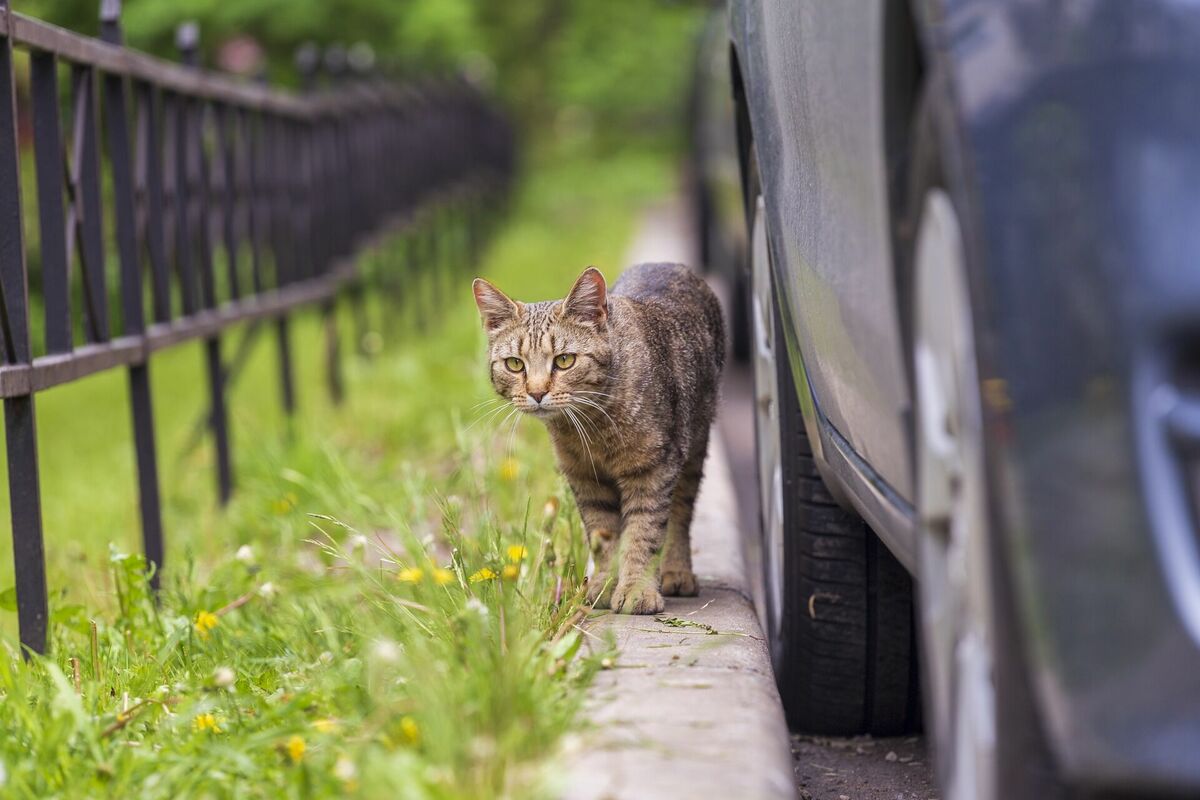 Kaķis un auto, Image by Luidmila Kot from Pixabay 