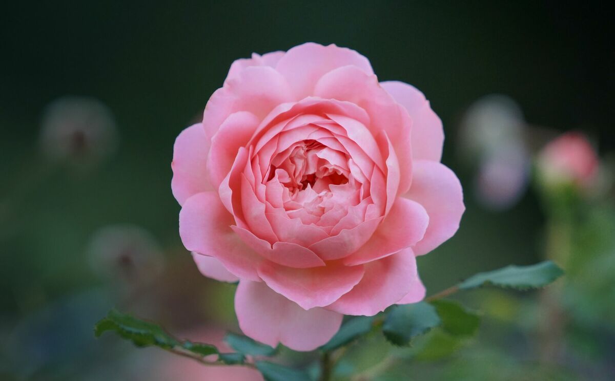 Roze, rožu ziedlapiņas, Photo by Quang Anh Ha Nguyen from Pexels