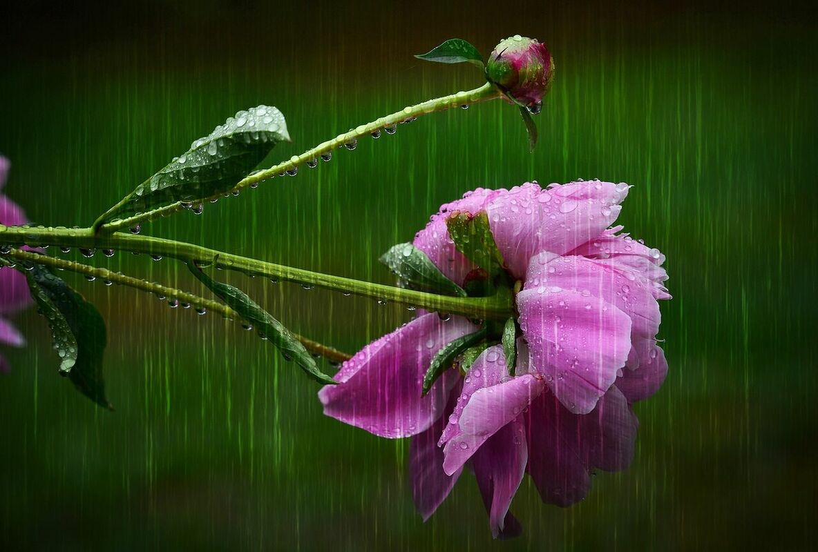 Bieži līs lietus, foto by AlainAudet, pixabay.com