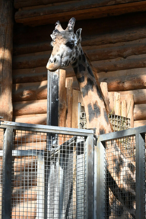 Žirafe Vakilija (Wakilia), foto Rīgas Zooloģiskais dārzs