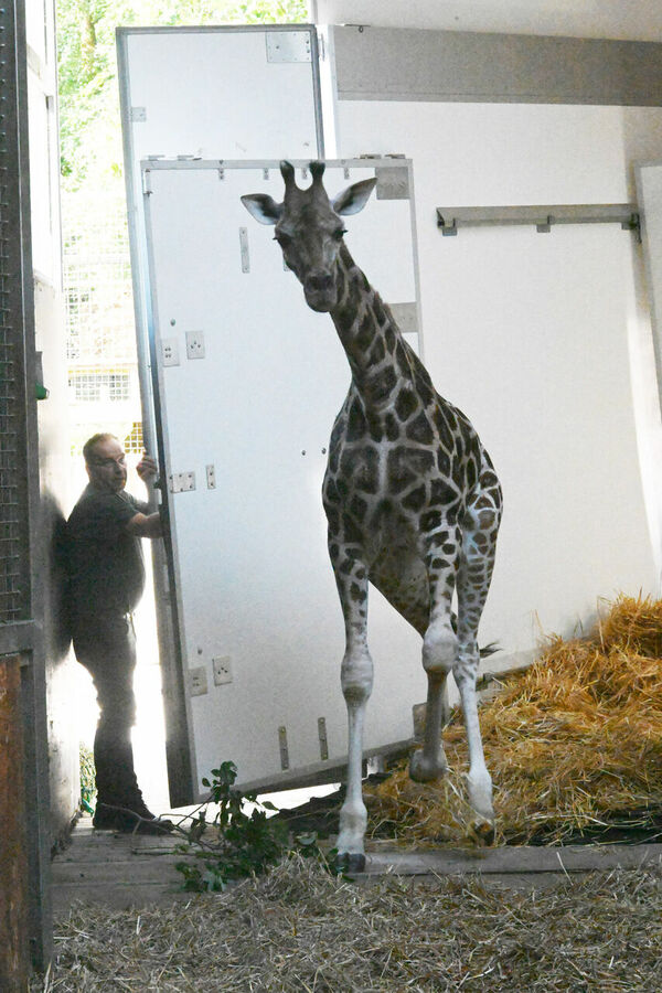 Žirafe Vakilija (Wakilia), foto Rīgas Zooloģiskais dārzs