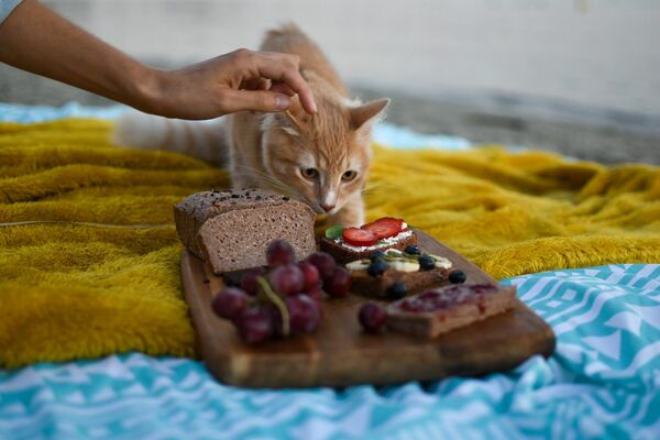 Ko nedrīkst ēst kaķis, Photo by Anna Tello on Unsplash
