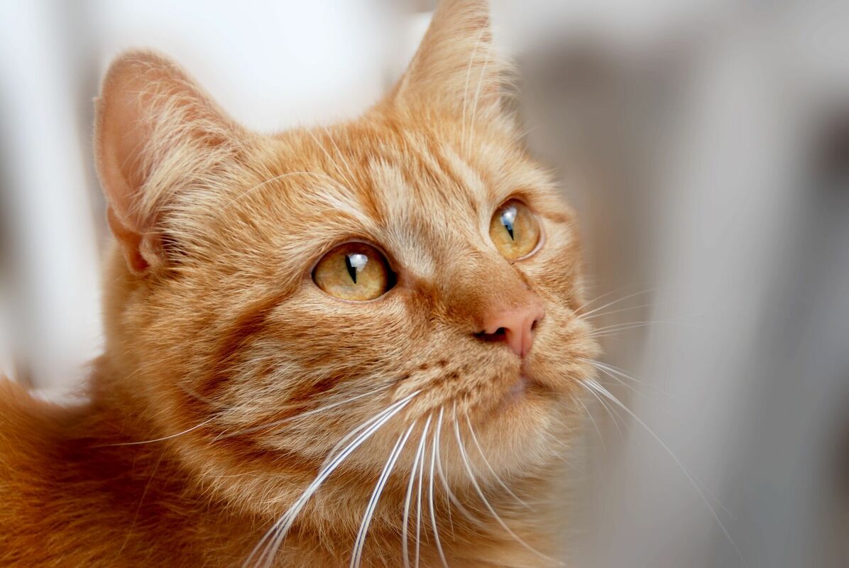 Ruds kaķis, Image by SZ-Art_de from Pixabay 
