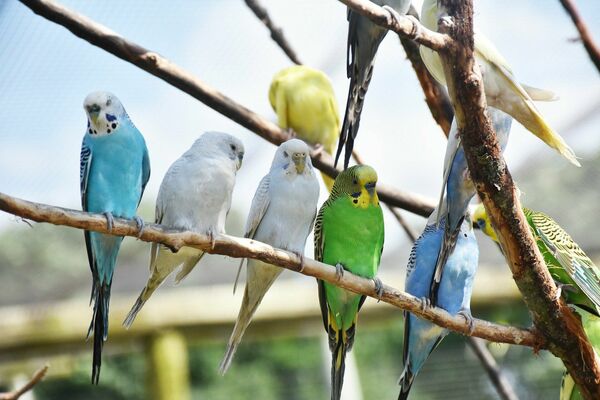 Papagailīši, putni, Image by eunice vera from Pixabay 