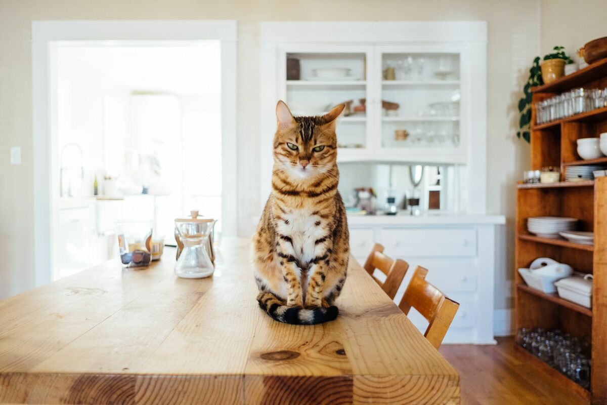 Kaķis, Photo by Paul Hanaoka on Unsplash