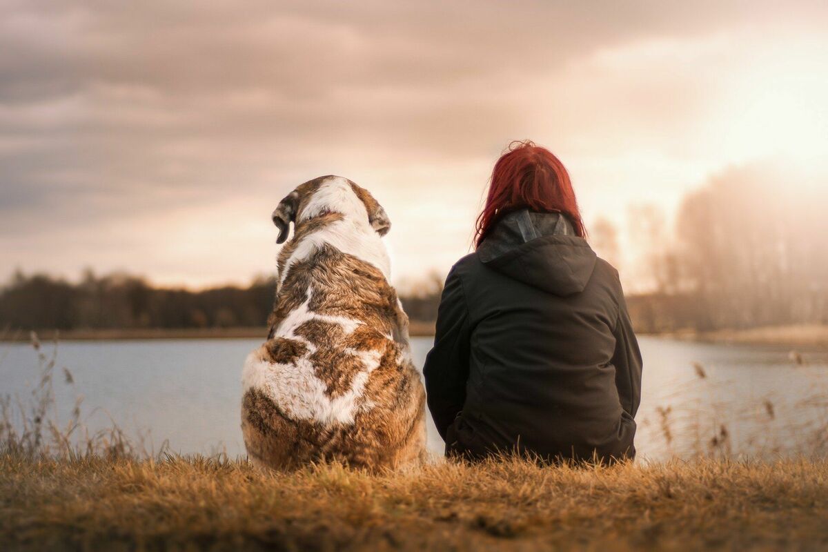 Suns - cilvēka labākais draugs, Image by Sven Lachmann from Pixabay 