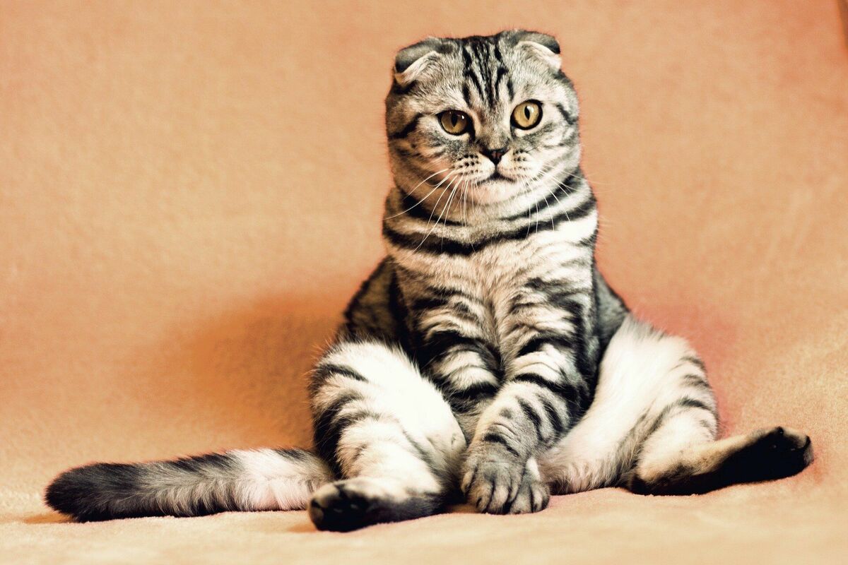 Kaķis, Image by Юрий Сидоренко from Pixabay 
