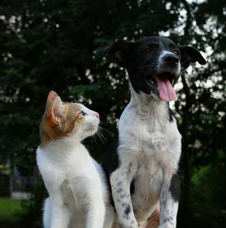 Suns un kaķis, Photo by Anusha Barwa on Unsplash