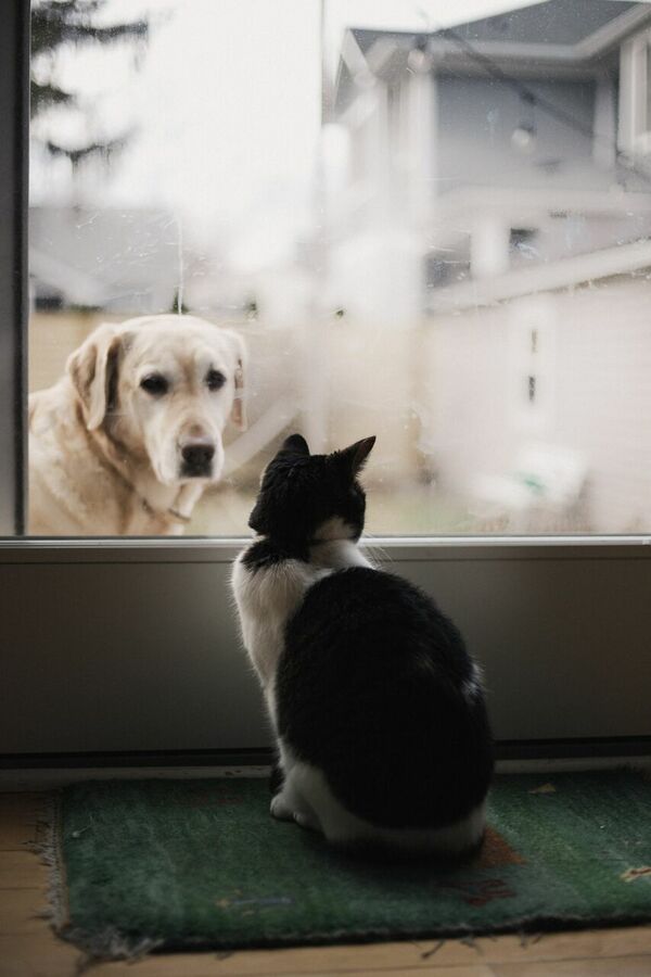 Suns un kaķis, Photo by Alexis Chloe on Unsplash