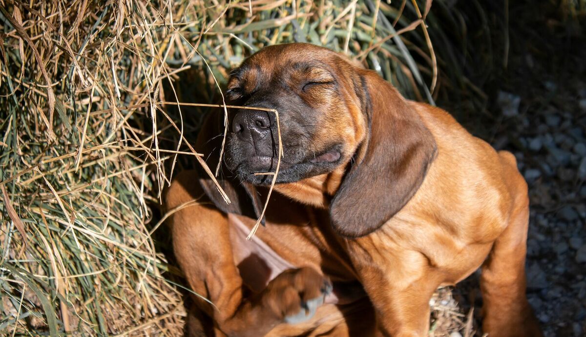 Suns kasās ektoparazītu dēļ, Image by birgl from Pixabay 