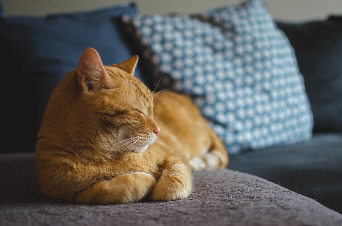 Ruds kaķis, Image by Daga_Roszkowska from Pixabay 