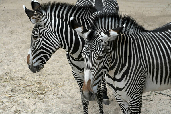 Zebras, foto - Rīgas Zoo
