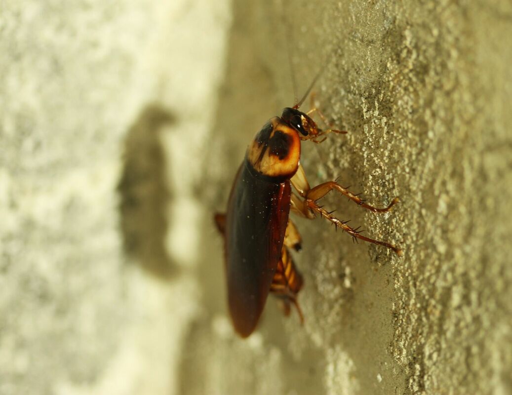 insekts - tarakāns, photo by 1113990 in Pixaby