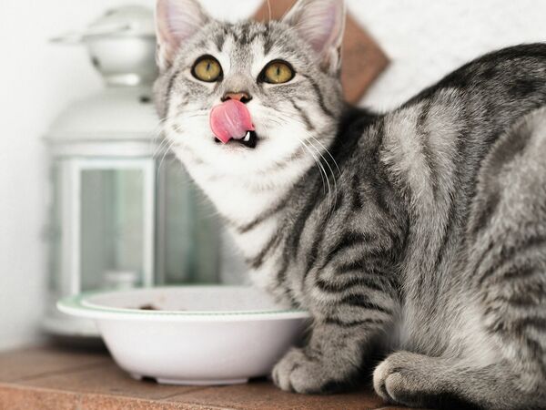 Kaķis ēd, Photo by Laura Chouette on Unsplash