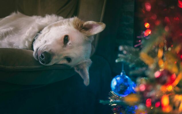 Suns svētku laikā, Photo by Kostya Levit Naddubov from Pexels