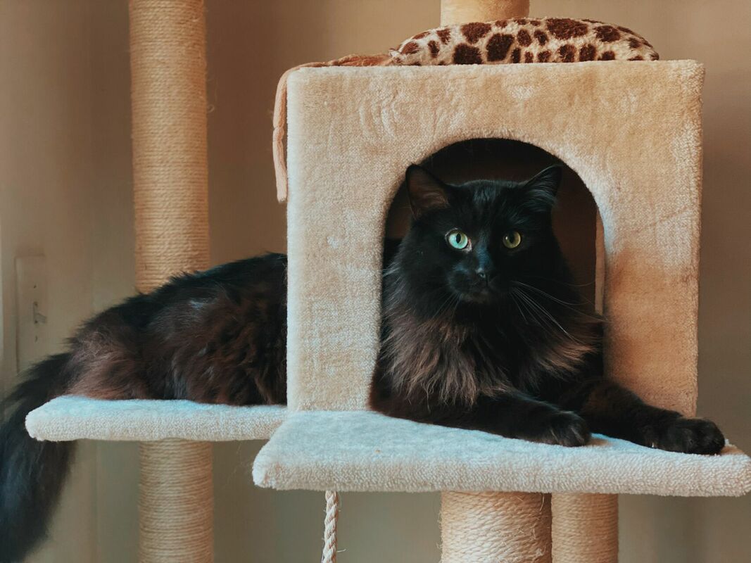 Kaķu kāsplis - māja, Photo by Madalyn Cox on Unsplash