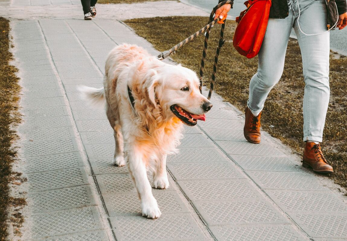 Suns pastaigā, Photo by Andriyko Podilnyk on Unsplash