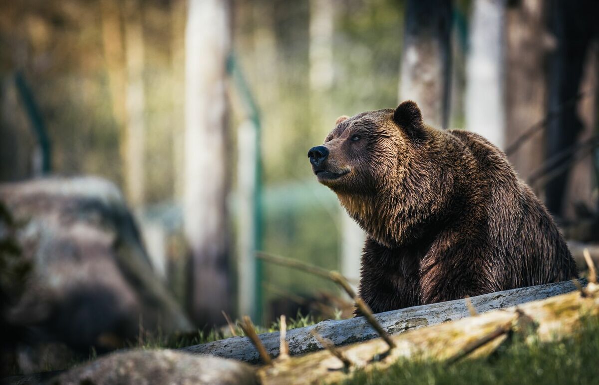 Lācis, Photo by Janko Ferlic: https://www.pexels.com/photo/close-up-photography-of-grizzly-bear-1068554/