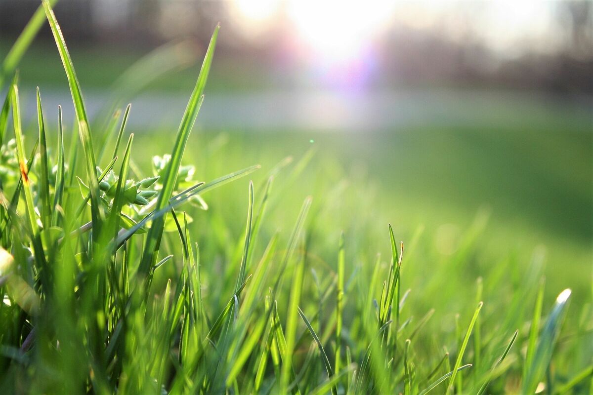 Zālājs, Photo by Matthias Cooper: https://www.pexels.com/photo/macro-shot-of-grass-field-580900/