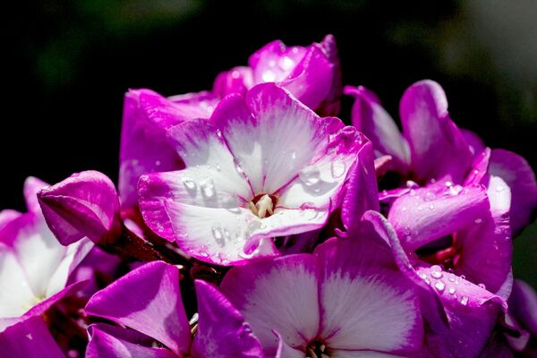 Flokši, Photo by Phil Mitchell: https://www.pexels.com/photo/close-up-photo-of-water-droplets-on-garden-phlox-flowers-10963533/