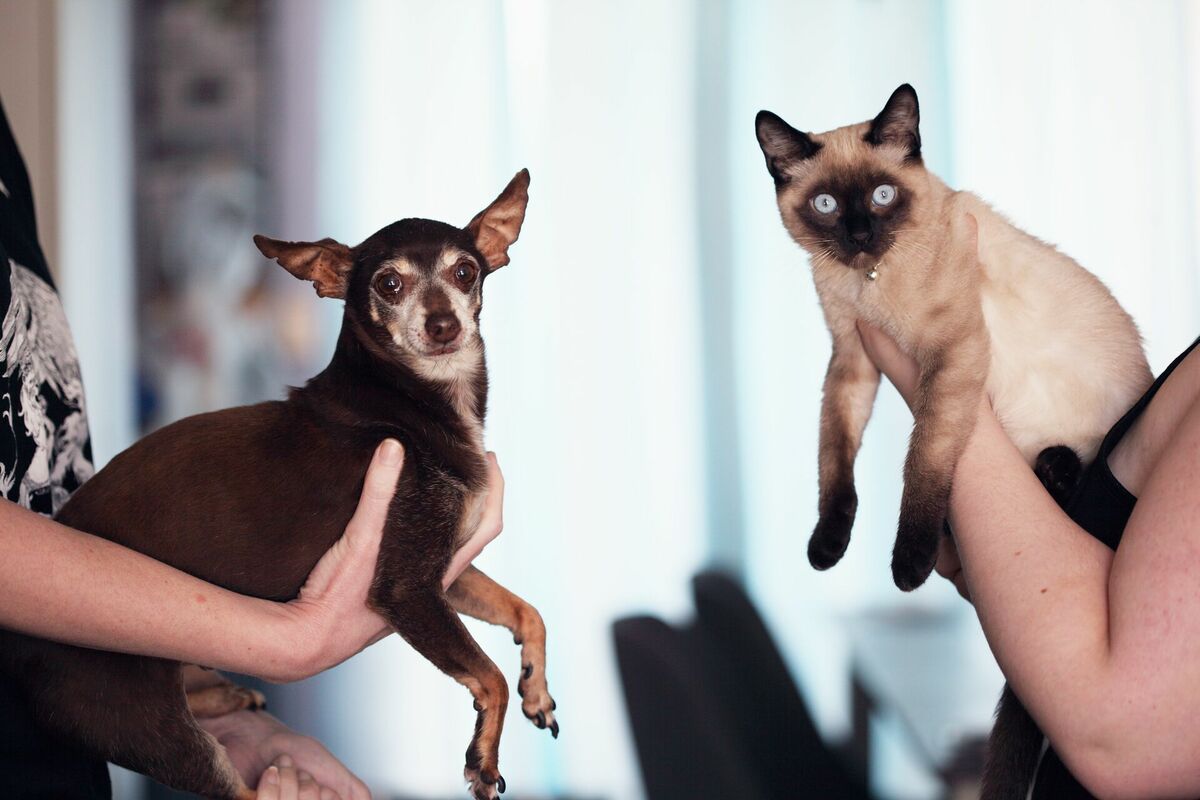 Suns un kaķis, Photo by Sharon McCutcheon: https://www.pexels.com/photo/photo-of-people-holding-siamese-cat-and-chihuahua-1909802/