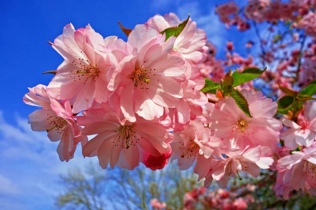 Sakura, foto by MabelAmber, pixabay.com