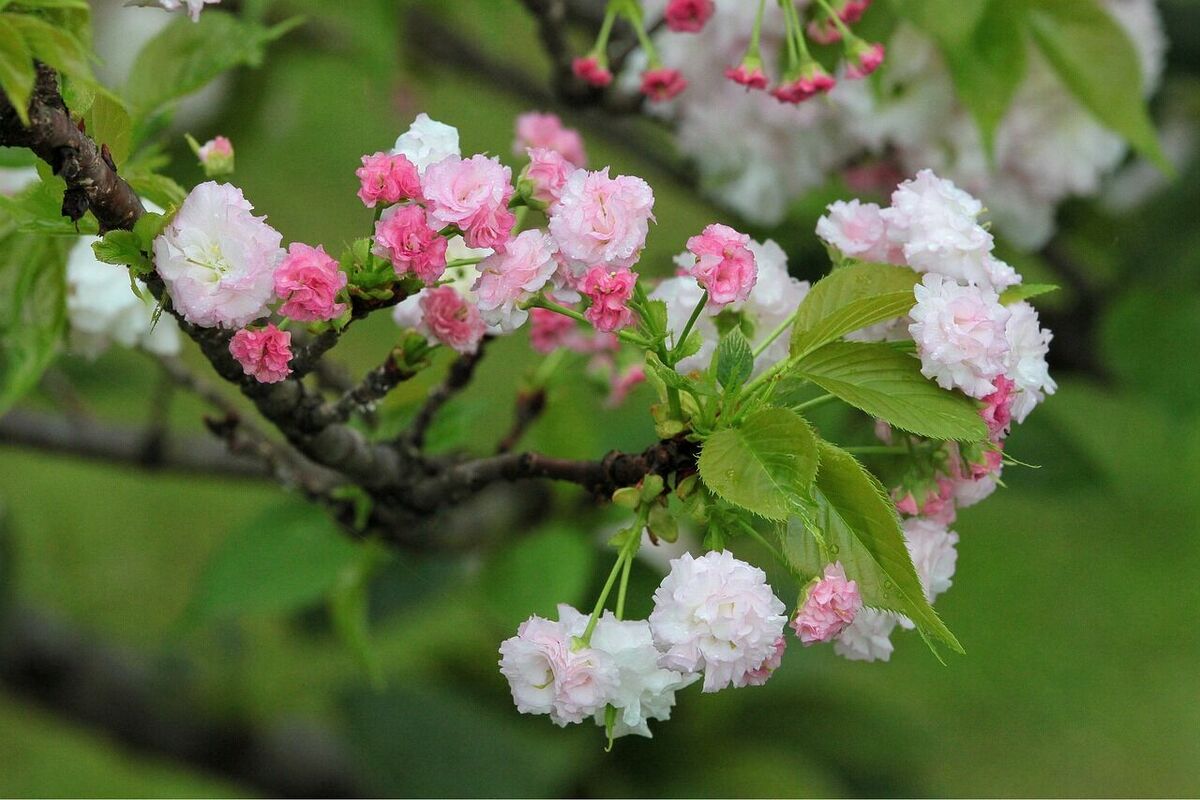 Pavasaris, foto by yyryyr1030, pixabay.com