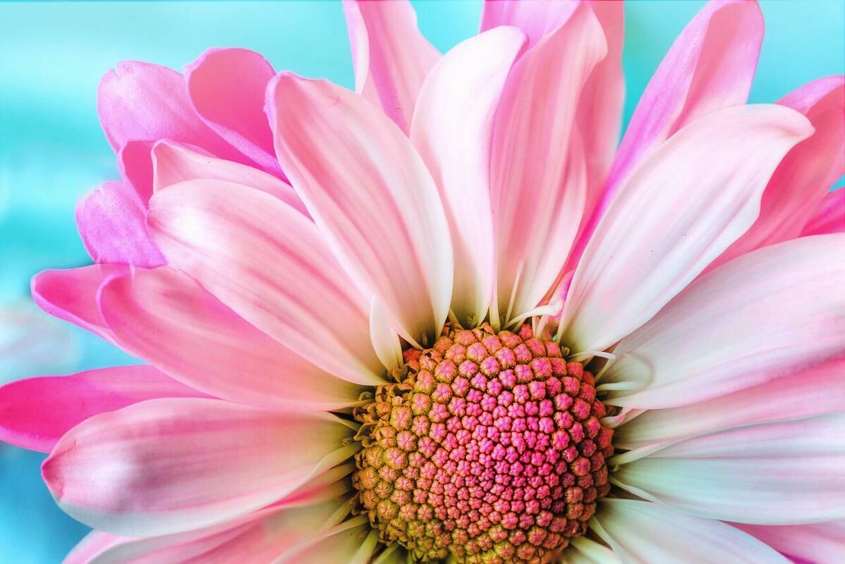 Kā fotogrāfēt ziedus, attēls no Pixabay.com