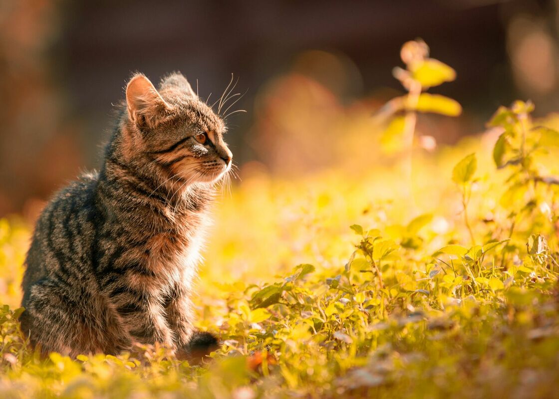Kaķis. Foto:Septimiu Lupea, Pexels.com
