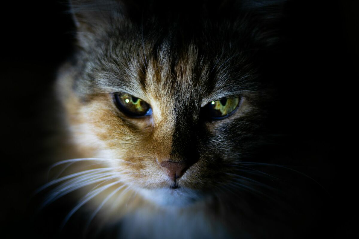 Kaķis, Photo by Tatyana Eremina on Unsplash