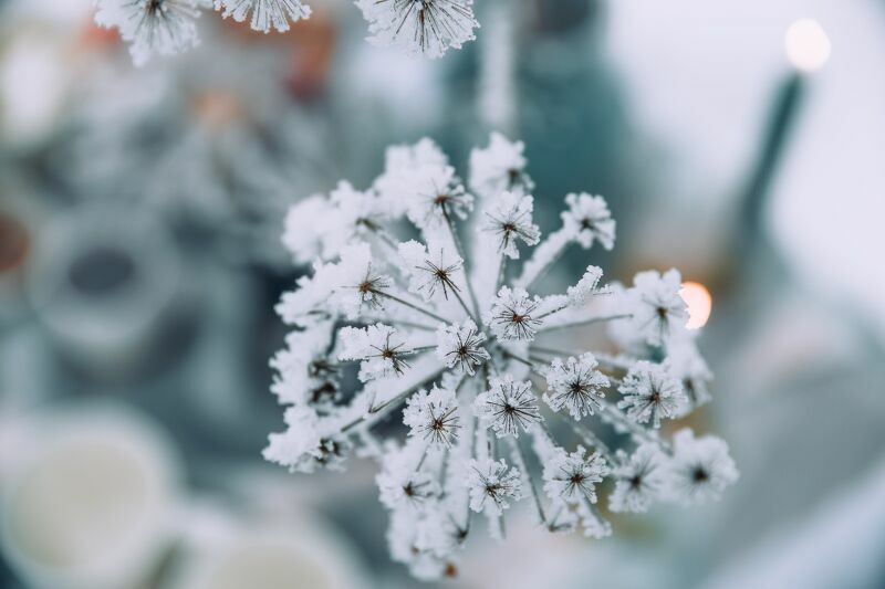 Pirmais sniegs, foto: Anita Austvika, momenti.lv