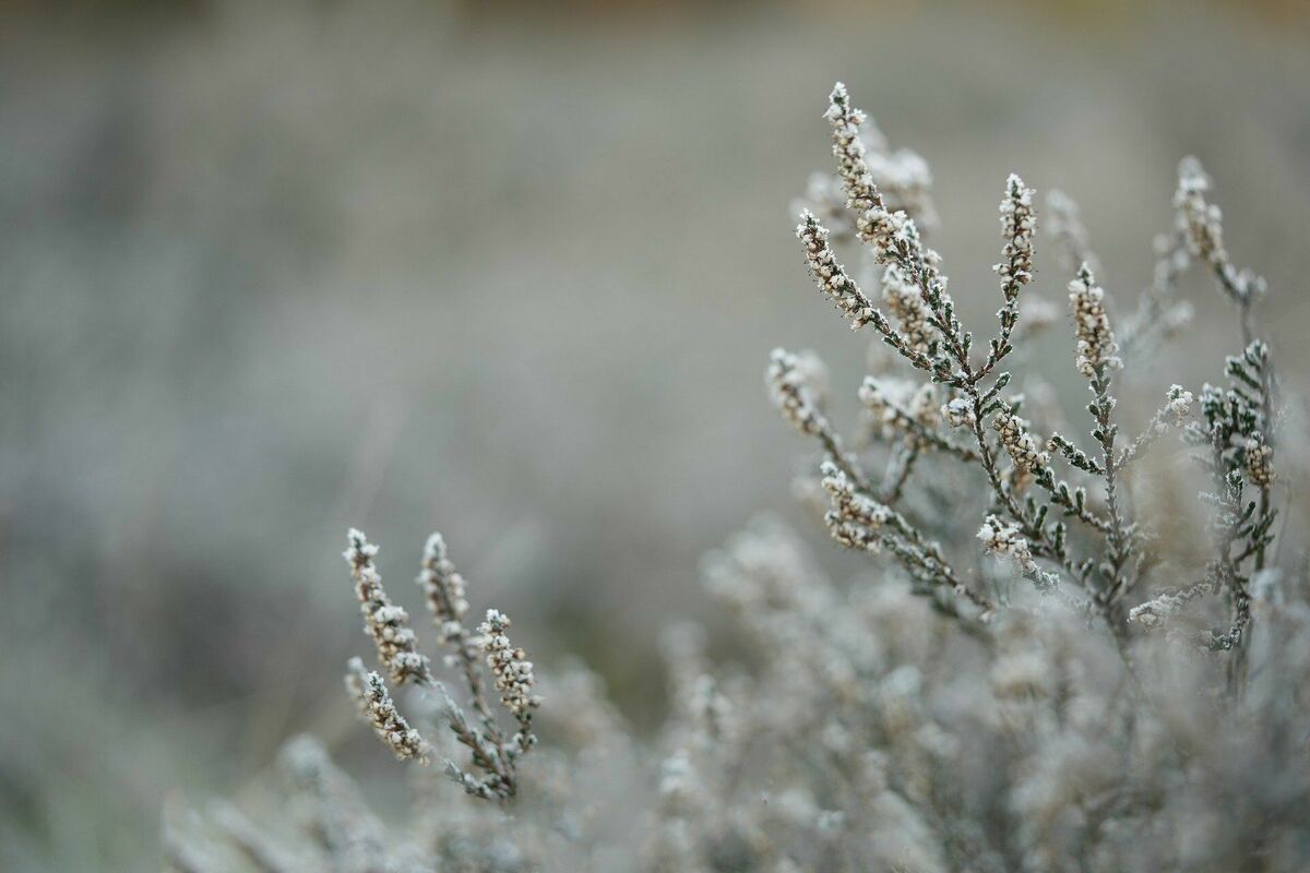 Ziema. Sniegs. Laikapstākļi. Foto: mariya_m/Pixabay.com