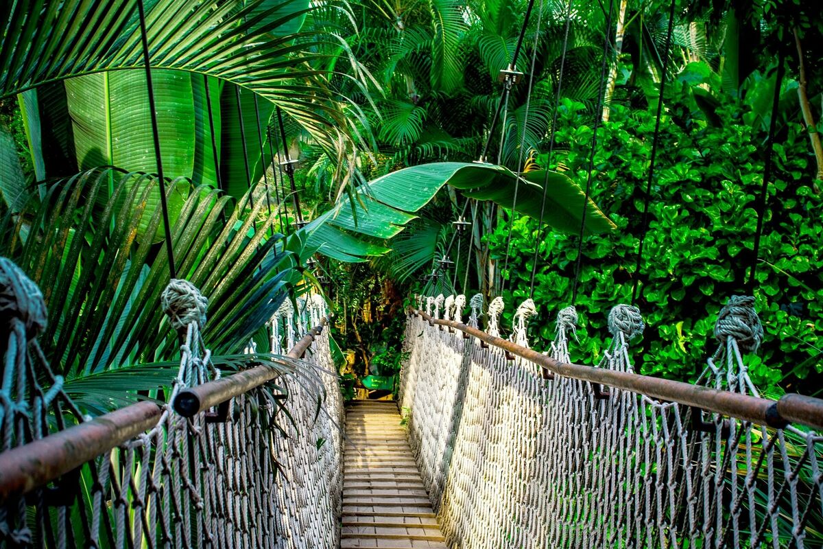 Amazones džungļi. Foto: Nile/Pixabay.com