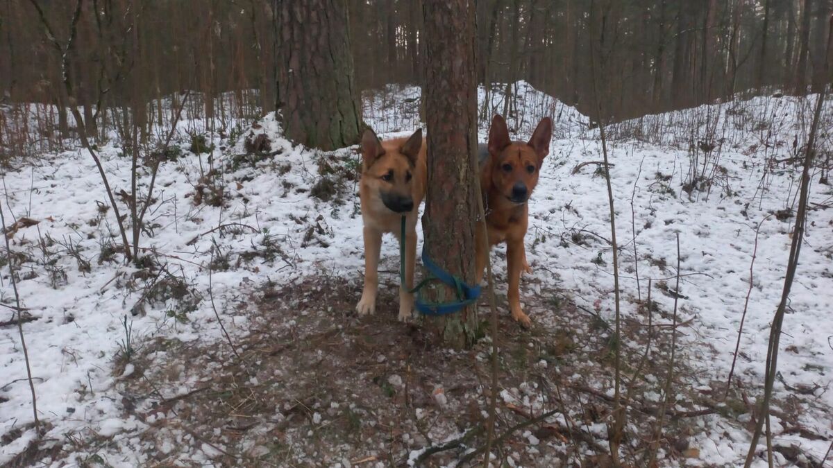 Pie koka piesietie suņi. Foto: "Dzīvnieku policija"