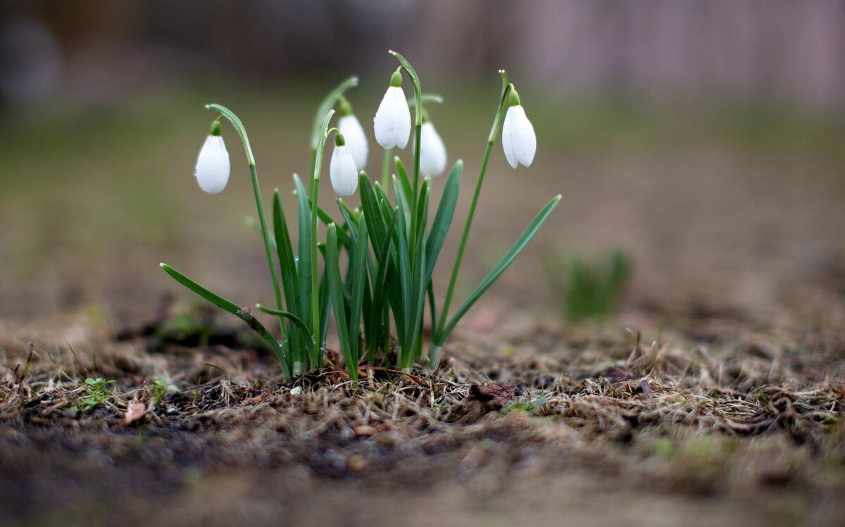 Pavasaris. Foto: Sintija Zandersone/LETA