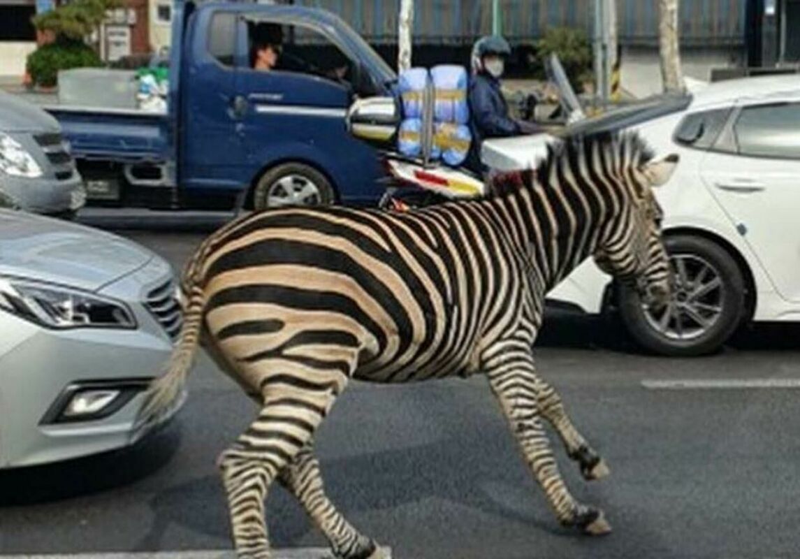 Seulas zebra. Foto: Foto: Instagram/HWAN._.MAN