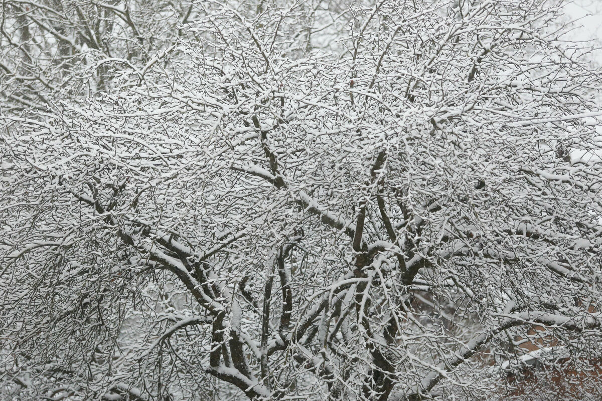 Sniegs. Foto: Paula Čurkste/LETA