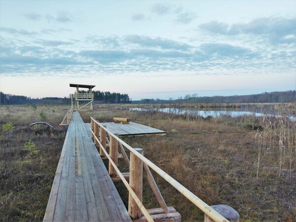 Pelēču ezera purva pastaigu taka. Foto: Preiļu novada tūrisma attīstības un informācijas centra arhīvs