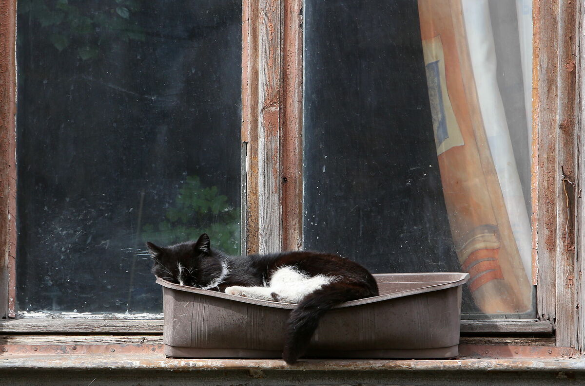 Kaķis. Foto: Evija Trifanova/LETA