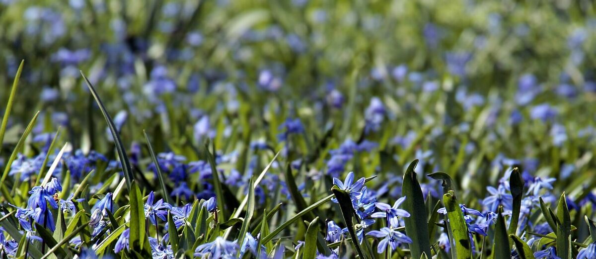 Pavasaris. Foto: NoName_13/Pixabay.com