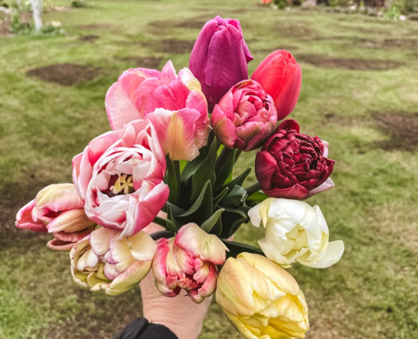 Tulpes. Foto: Linda Vorkule