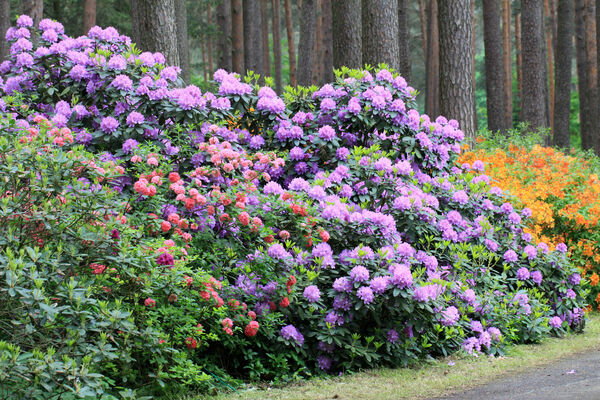 LU Babītes rododendru dārzs. Foto: LAtvijas Dzelzceļš