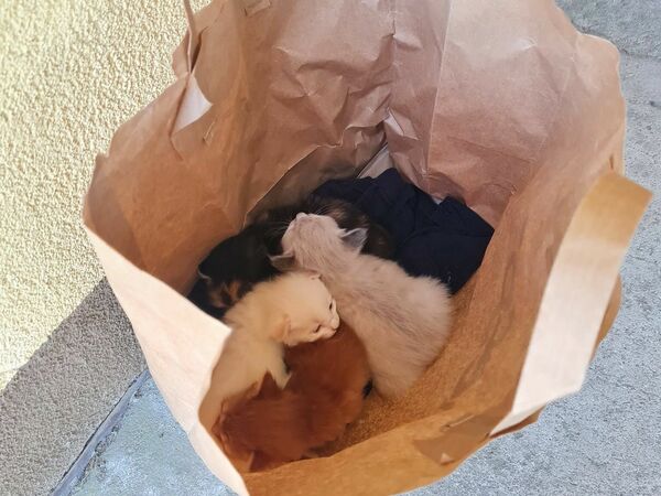 Kaķēni, kuri papīra maisā tika atstāti pie daudzdzīvokļu ēkas Cēsīs. Foto: Cēsu novada dzīvnieku patversme “Lācīši”
