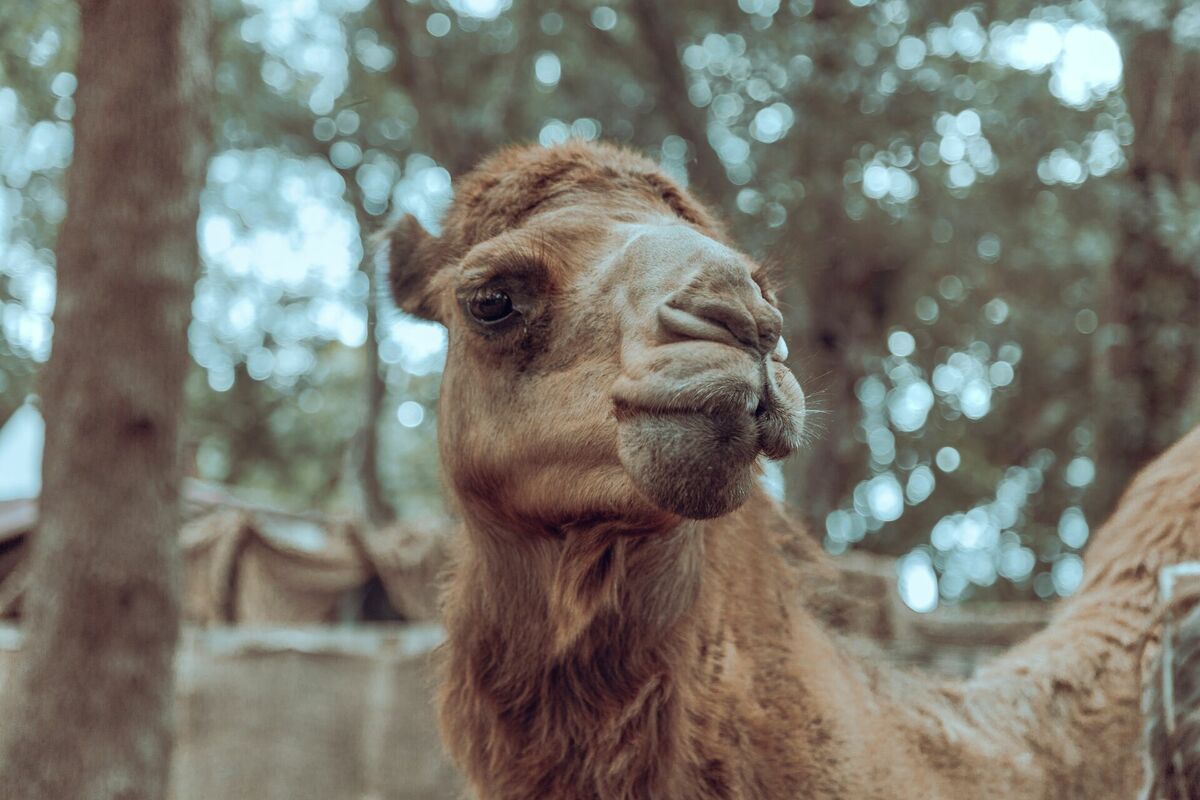 Kamielis. Foto: Arian Fdez/"Pexels"